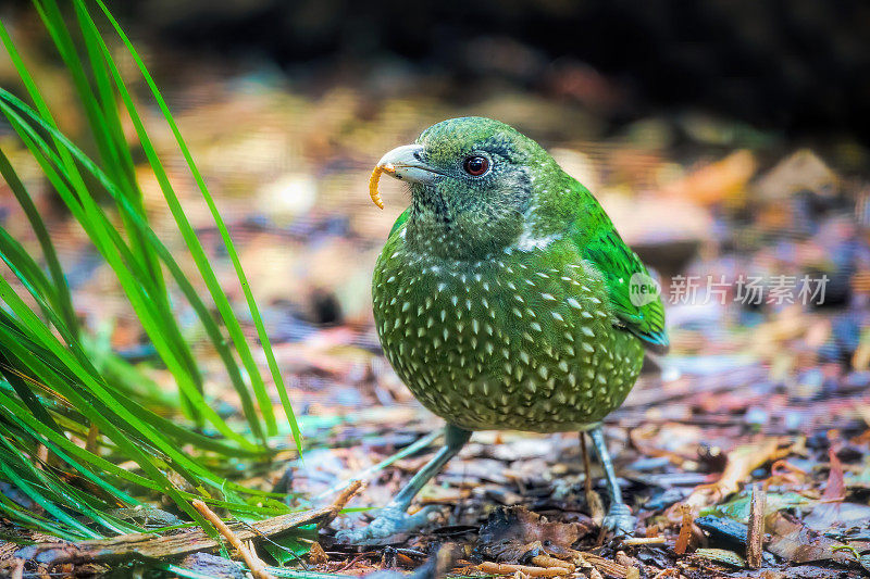 绿猫鸟(Ailuroedus crassirostris)